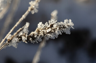 Nature winter background. Winter landscape. Shiny frost on the grass in the snow. Grass covered with frost and snow drifts close-up. Beautiful view of the winter nature. Frost macro photo.