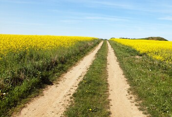 rapeseed canola or colza field with rural road