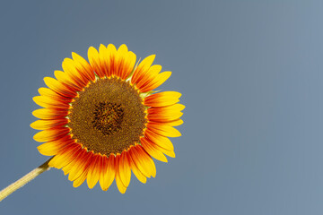 Colose-up sun flower against blue sky on sunny day.