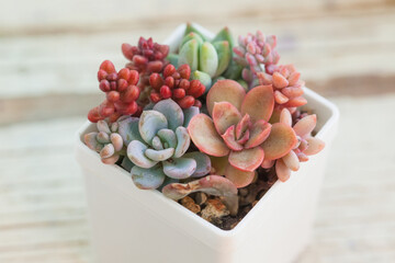 Beautiful red, pink and orange succulents on white blurred background