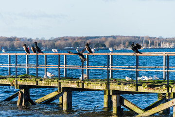 Möwen und Kormorane auf einem verrottetem Schiffsanleger an der Kieler Förde