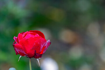 Rose flower in garden. Lovely rose. Colourful roses flower.