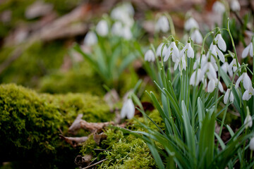 Close up image of early spring English snowdrops in woodlands in Oxfordshire.