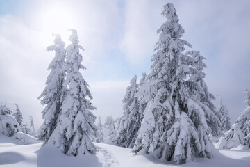 Landscape on winter day. Spruce trees in the snowdrifts. High mountain. Lawn and forests. Snowy background. Nature scenery. Location place the Carpathian, Ukraine, Europe.