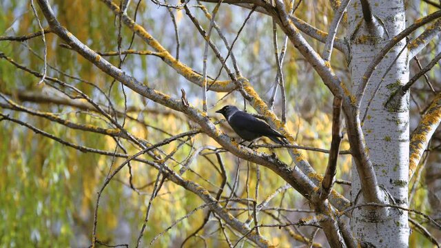 Jackdaw sitting on a birch branch among yellow autumn leaves