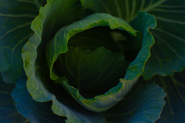 cabbage in the garden
