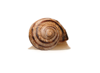 Grapevine snail on white background