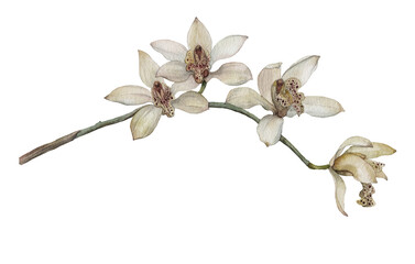 Blooming yellow orchid. Botanical illustration painted in watercolor © Арина Трапезникова