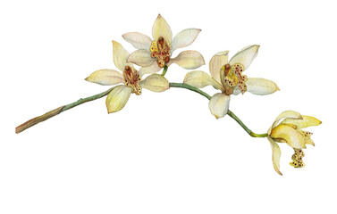 Naklejka na ściany i meble Blooming yellow orchid. Botanical illustration painted in watercolor