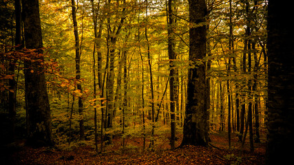 autumn landscape in dark beech forest