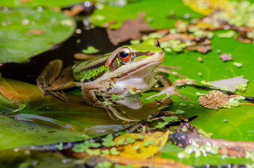 Beautiful bright eyes of harmonious green frog in waterlily leaves