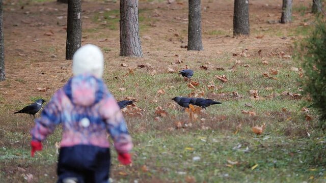 Little child girl run chase rooks and jackdaws birds in the autumn park.