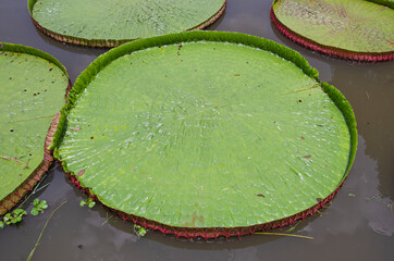 Top view of beautiful Victoria waterlily leaves in light