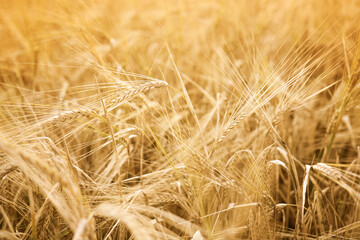 Field of barley in a beautiful summer day. Ears of golden barley close up. Harvesting period.