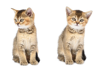 Kitten golden ticked british chinchilla straight sits on a white background