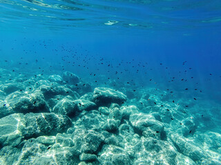flock of fish under water. fish in the sun rays near the sea surface