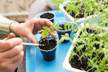 Hands with little tomato plant. Growing, seeding, transplant seedling, homeplant, vegetables at home