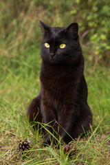 Naklejka na ściany i meble Bombay black cat portrait with yellow eyes sit outdoors in grass in garden in nature