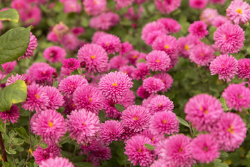 Pink autumn chrysanthemum flowers in the garden, floral background