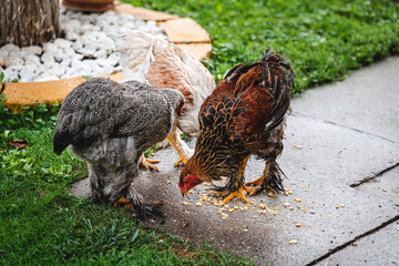 Domestic European chickens walk on the grass and eat