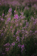 Fototapeta premium Summer pink wildflowers. Natural lighting against the setting sun.