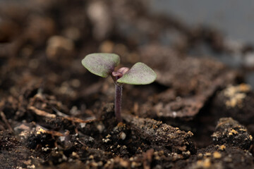 Basil seedling on the background of peat soil. Macro, close up, selective focus.