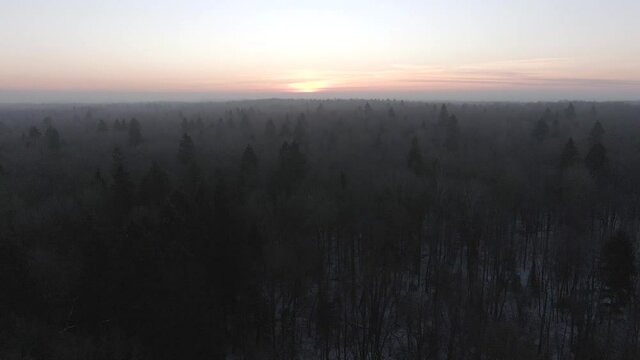 Aerial view panoramic landscape forest in fog in winter at dawn. Beautiful beautiful panorama of winter nature