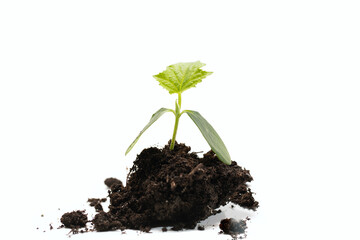 young cucumber sprout in pile of peat soil isolated on white background