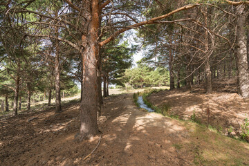 pine trees in the Sierra Nevada mountain