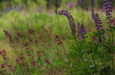 The meadow flowers.Macro mode. 
