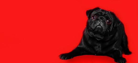 Happy adorable Black pug breed dog on red background, purebred pugs concept