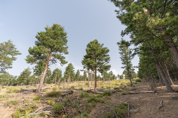 pine forest in Sierra Nevada