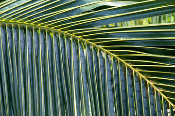 coconut leaves background