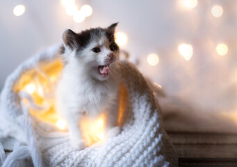 portrait of a cute cozy Christmas kitten in white plaid with tongue stuck out against the background of a garland