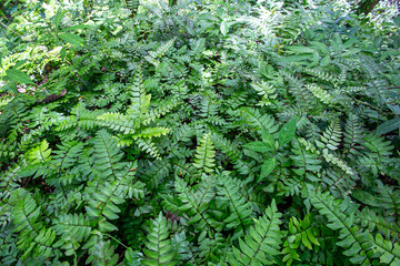 fern leaves in the forest