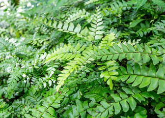 green fern background
