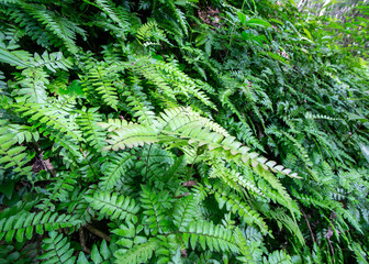 fern in the forest