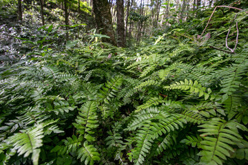 fern in the forest