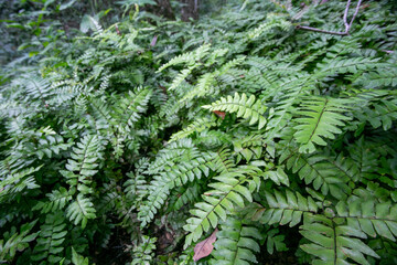 fern leaves in the forest