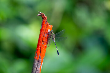 red dragonfly on a branch