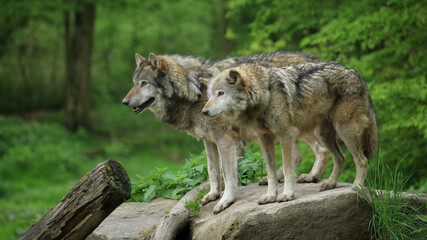 Naklejka na ściany i meble Couple de loups gris au printemps