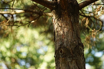 Obraz premium Pine tree closeup trunk with magic sun light.