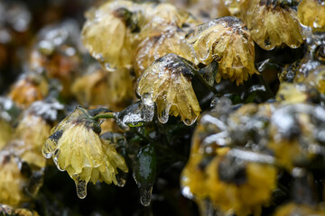 Frozen flowers. Chrysanthemum flowers covered with ice after freezing rain falls in Kyiv, Ukraine. December 2020