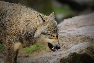 Loup gris agressif