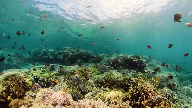 360 panorama: Tropical coral reef seascape with fishes, hard and soft corals. Underwater video. Camiguin, Philippines.