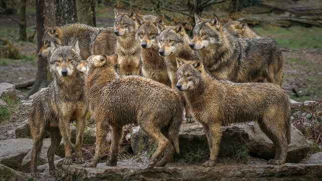 Zoophilia Bilder Durchsuchen 2,898 Archivfotos, und