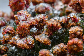 Frozen flowers. Chrysanthemum flowers covered with ice after freezing rain falls in Kyiv, Ukraine. December 2020