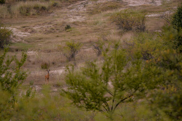 deer in the meadow watching carefully. capreolus capreolus a wild animal living in freedom. cloudy day during summer months
