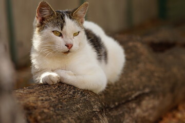 White spotted cat is resting on a log in sunny garden