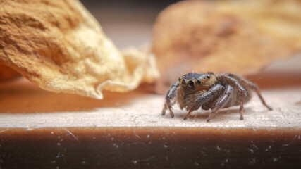 Little jumping spider on a dry flowers stick  with dark backgrounds
